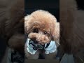 眉毛に何かついてる🐶？ トイプードル プードル かわいい犬 poodle pet toypoodle 犬 いぬのいる生活