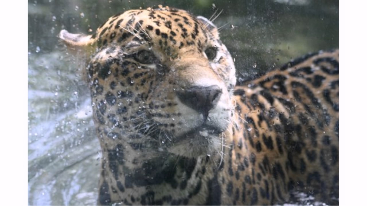 Jaguar Youtube