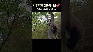 🌳나무타기 신동 푸바오💕FuBao is good at climbing trees🌳 #푸바오 #shorts