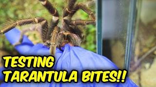 EXPERIMENT! Will Tarantula BITE a HAND?