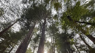 Beautiful New Zealand (redwood tree forest)