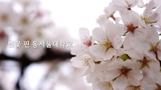 2024년 벚꽃 핀 동서울대학🌸🌸🌸