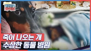 죽어 나오는 개, 수상한 동물 병원 KBS 220118 방송