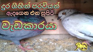 සුපිරි පරවි ,.super pigeons ..