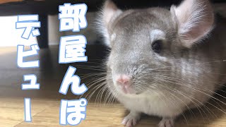 部屋んぽデビューした赤ちゃんチンチラの探検がかわいい！　#３【チンチラきなこの大冒険】