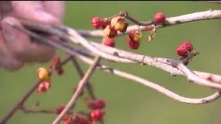 Don't decorate with invasive Oriental Bittersweet