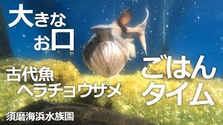 ヘラチョウザメのお食事タイム【須磨海浜水族園】大きなお口をあけて泳ぎながら食事する古代魚ヘラチョウザメ