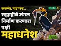 गुपित सह्याद्रीच्या शेतकऱ्याचे; महाधनेश | Great Hornbill