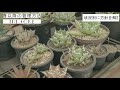 アガベの育て方と春以降の育成方針を立てる【agave vlog】