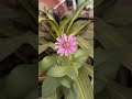 garden flowers gardening nature plants ytshortsvideo