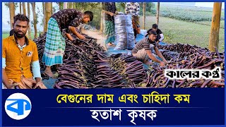 বেগুনের কেজি ৬ টাকা, তবুও নেই ক্রেতা | Brinjal Price | Kurigram | Kaler Kantho