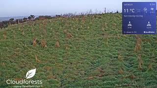 Native Woodland Gift Tree Grove From Cloudforest One Lahinch