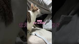 寒いから布団に入りたい猫#shorts