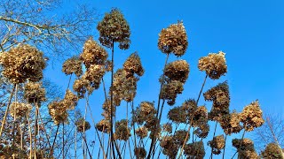 Limelight Hydrangea Tree Winter Tips