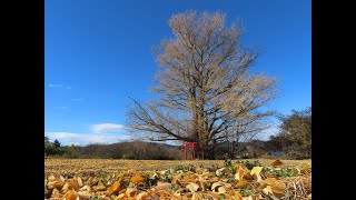 冬支度の白幡のいちょう