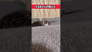 思ってたんと違う。　#shorts #cat #猫 #キジ白猫 #保護猫 #デブ猫 #だるまさんがころんだ