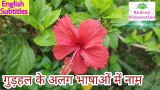 Gudhal in English, Hindi, Sanskrit, Marathi, Gujrati, Tamil - gudhal ka phool - gudhal ka paudha