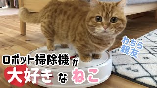 ロボット掃除機が大好きな猫