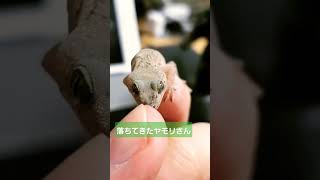 落ちてきたヤモリさん🦎☘️