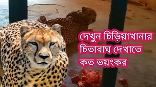 দেখুন চিড়িয়াখানার চিতাবাঘ কত ভয়ংকর