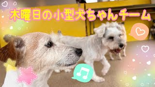 【幼稚園】紫竹山店　🐳木曜日の小型犬ちゃんチーム🐳