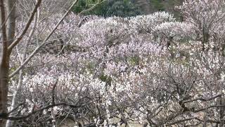 薬師池公園の梅　2023/3/12