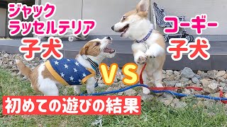 【子犬同士の遊び】コーギー子犬がジャックラッセルテリアの子犬くんと生まれて初めて遊んだらかわいい結果になりました♪corgi puppy