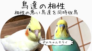 鳥達の相性が悪い　【セキセイインコ・オカメインコ】相性の悪い鳥達を同時に放鳥するとどうなる？