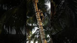 Coconut Tree climbing | ungal saro | #shorts