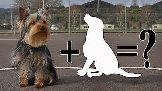 Top 11 Crazily Cute Yorkshire terrier Mixes