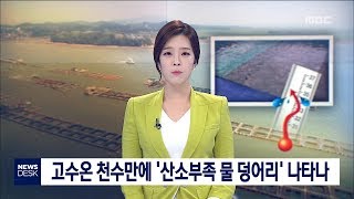 [대전MBC뉴스]고수온 천수만에 산소부족 물 덩어리 나타나