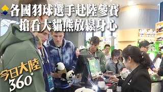 20國羽球選手齊聚成都 搶看大貓熊萌樣 療癒身心 狂買貓熊周邊愛不釋手｜360°今日大陸