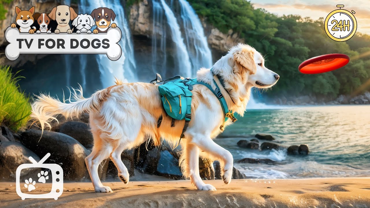рџ ґdog Tv Relaxing Tv Videos For Dogs To Watch At Home вђў Anti Separation