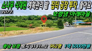 NO.1071.. 충남보령 집터 공장 투자용으로 추천하는 소나무 식재된 계획관리 토지 3181m2(962평) 매매가 1억5000만원 전원주택매매 농가주택매매 /공주부동산TV