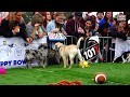 puppy bowl 2023 animal planet world special for mission pets alive u0026 world animal rescue network