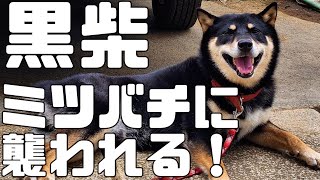 西船橋の農園ミツバチ巣箱　冬越し出来たか！？【日本ミツバチ庭先養蜂】【自然養蜂家】【か式養蜂】【庭先養蜂】【週末養蜂】