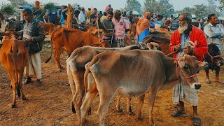 @আজ ১ জানুয়ারি ২৪ | মোটাতাজার উপযোগী শুকনো গাভী গরুর দাম | রানীগঞ্জ হাট | দিনাজপুর