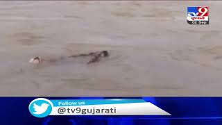 5 blackbucks die in Bhal region of Bhavnagar (2 deaths due to drowning, other 3 killed by dogs) |TV9