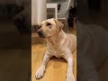 how to read labrador body language 80smusic playful dog cute pets love shorts