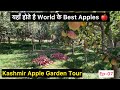 Kashmir - beautiful Apple Garden | Pahalgam | Apple orchard tour | Kashmir trip Ep 07