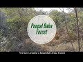 Peepal Baba Mini forest in Delhi NCR