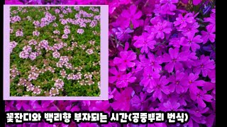 백리향, 꽃잔디 부자되세요(공중뿌리 번식~하는 시간)