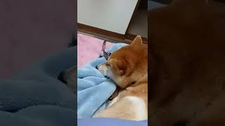 居ないと思ったら飼い主の布団に潜り込み寝ていた柴犬　#柴犬 #おもしろ犬動画