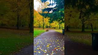 Fall colours | Autumn | Quebec | Canada | Rain | Maple leaves | Nature