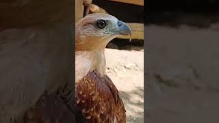 Brahminy Kite (Haliastur indus), also known as the red-backed sea-eagle #eagles #birds