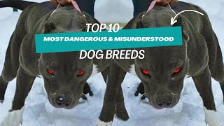 Top 10 Most Dangerous \u0026 Misunderstood Dog Breeds