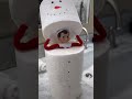 ELF ON THE SHELF IDEAS