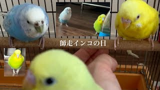 【今年最後のインコの日】セキセイインコ一家  #vlog #セキセイインコ