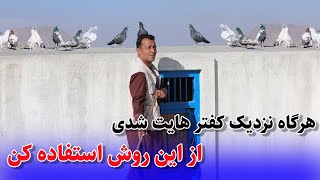 هرگاه نزدیگ کفتر هایت شدی از این روش استفاده کن /0137Afghan Shawqi