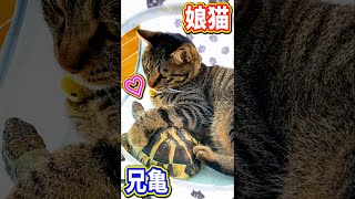 とっても仲良しの娘猫と兄亀😍💕 #shorts #cat #tortoise